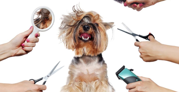  PET GROOMING TOOLS